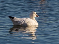 A2Z5648c  Ross's Goose (Chen rossii)
